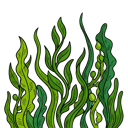 Seaweed
