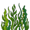 Seaweed
